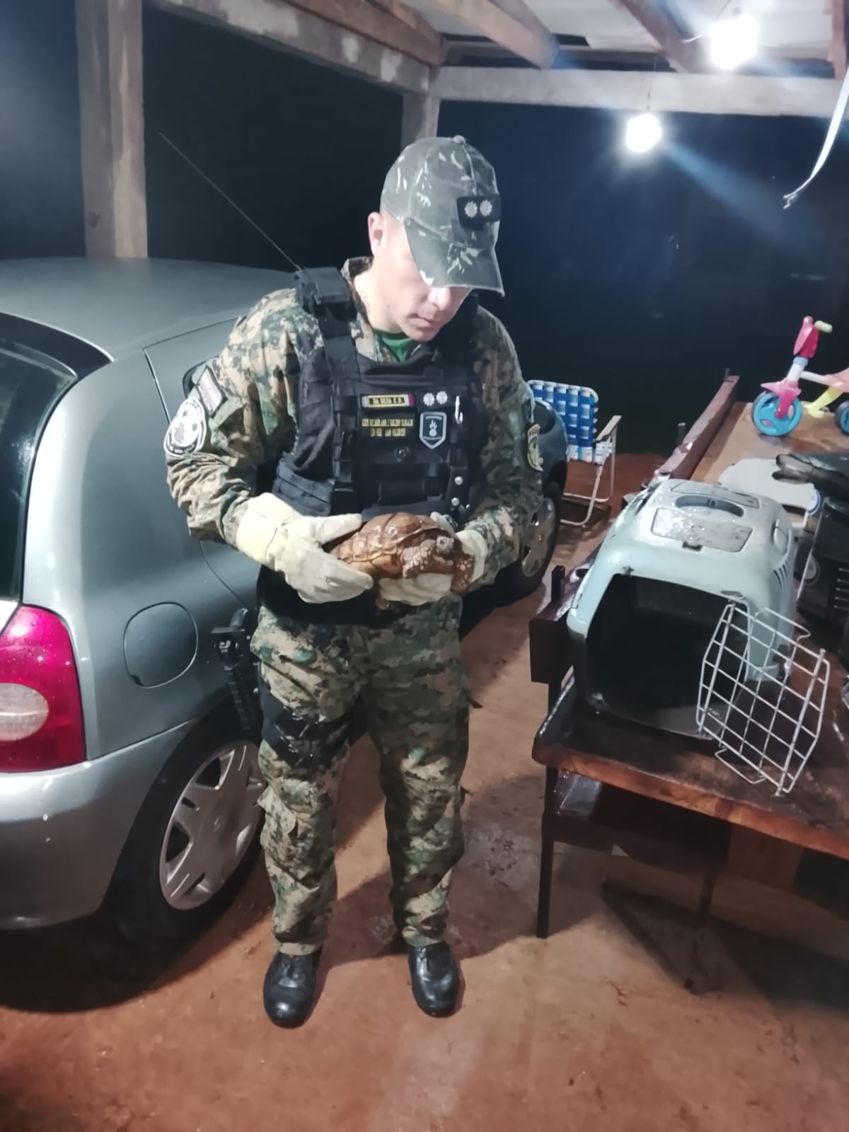 Hallaron una tortuga terrestre deambulando y la trasladaron a un centro de rescate 2